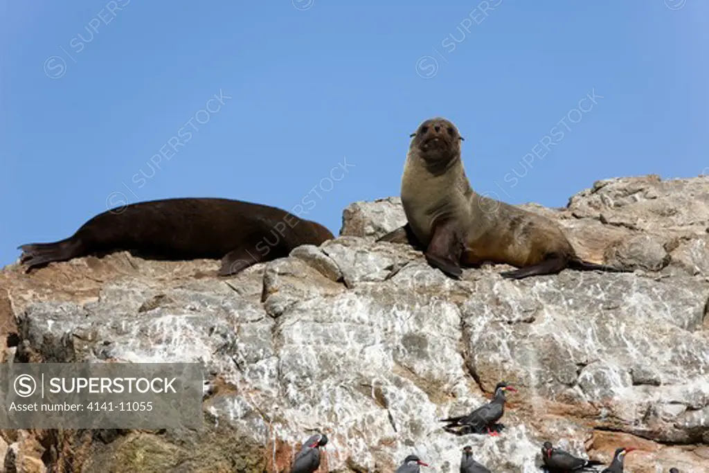 south american fur seal arctocephalus australis, adults standing on rock, paracas national park in peru 