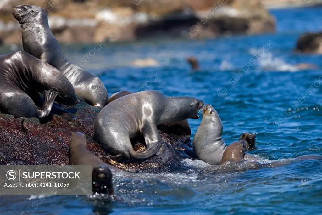 south american sea lion or southern sea lion otaria byronia, paracas national park in peru 