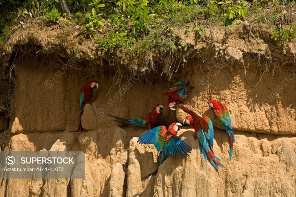 red-and-green macaw ara chloroptera, group eating clay, cliff at manu national park, perou 
