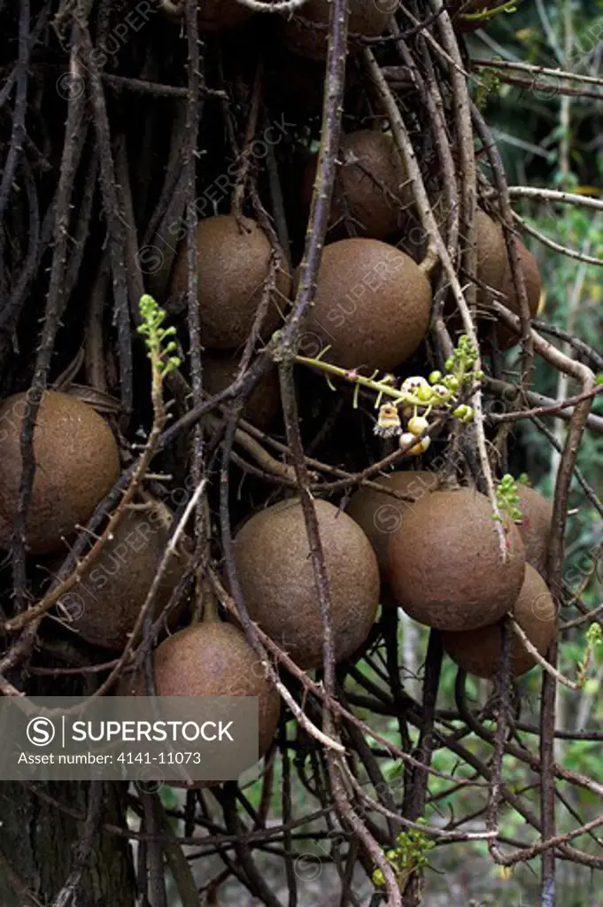 tarapan cannonball tree couroupita guianensis, orinoco delta in venezuela 