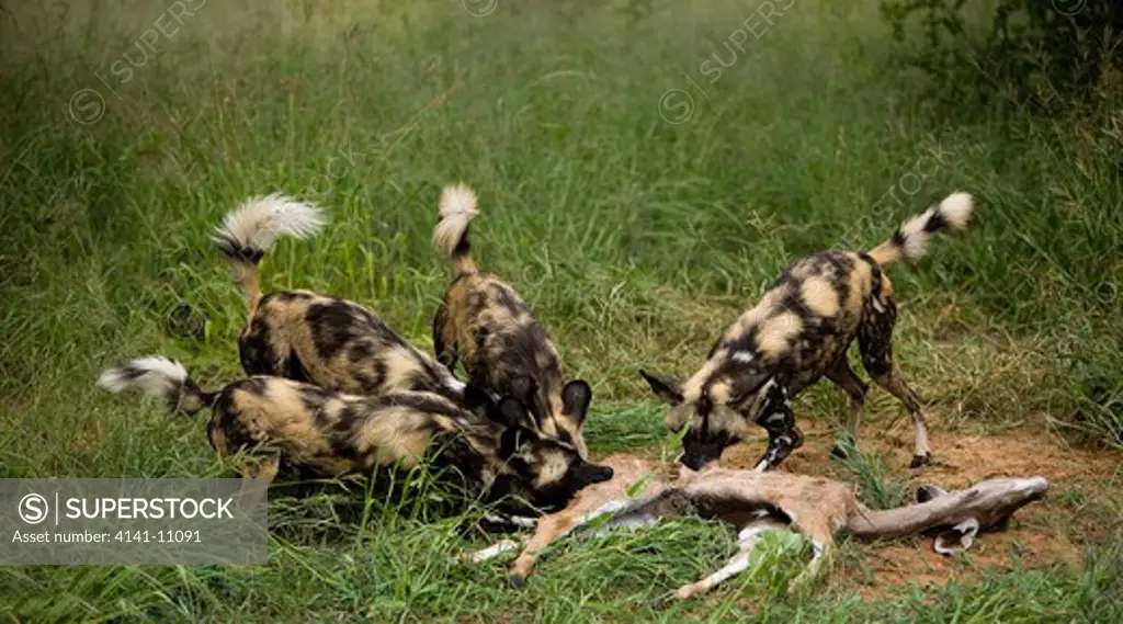 african wild dog lycaon pictus, herd on a kudu kill, namibia 