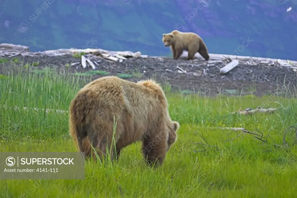 american brown or grizzly bear ursus arctos horribilis feeding whilst a less dominant bear looks on katmai national park, alaska, usa