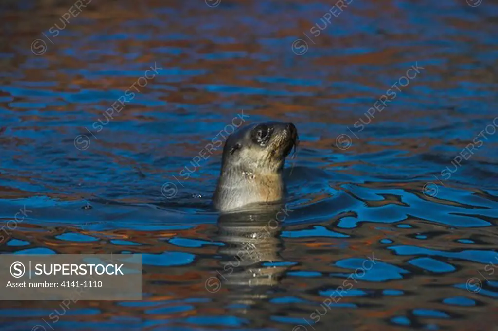 antarctic fur seal arctocephalus gazella juvenile swimming south georgia