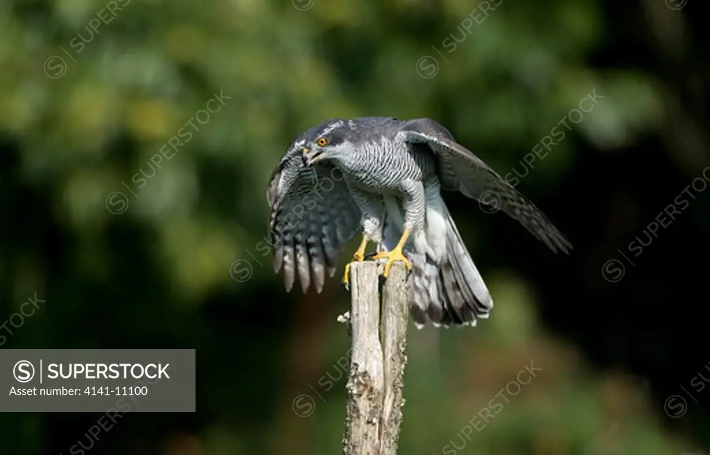 goshawk accipiter gentilis, adult in flight, taking off from post, normandy in france 