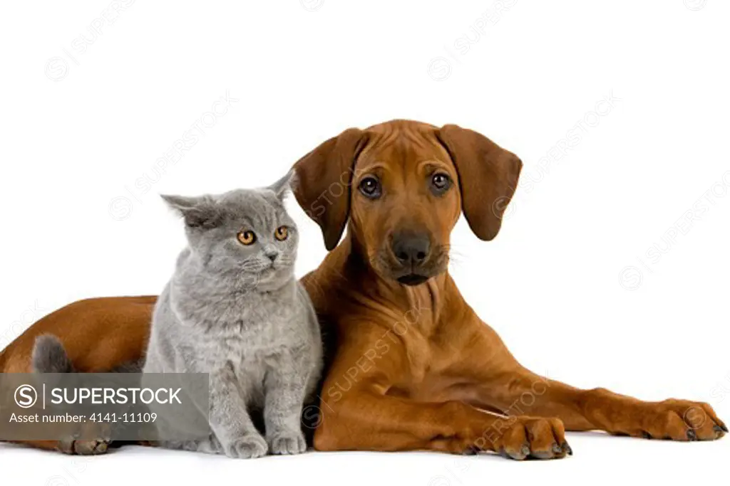 british shorthair lilac male cat and rhodesian ridgeback 3 months old puppy 