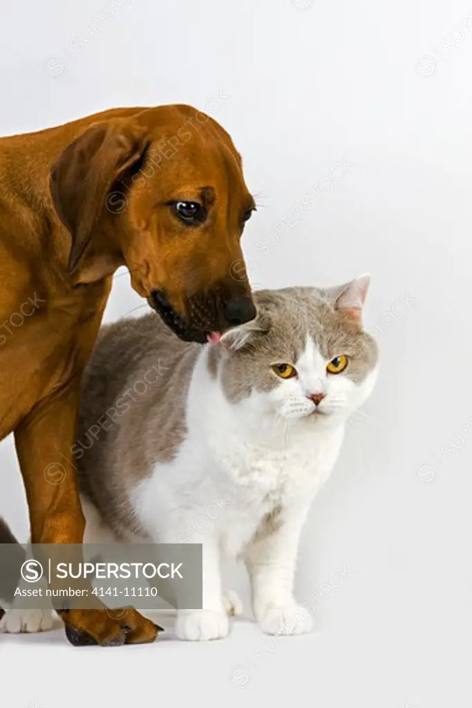 british shorthair lilac and white with a rhodesian ridgeback 3 months old pup 