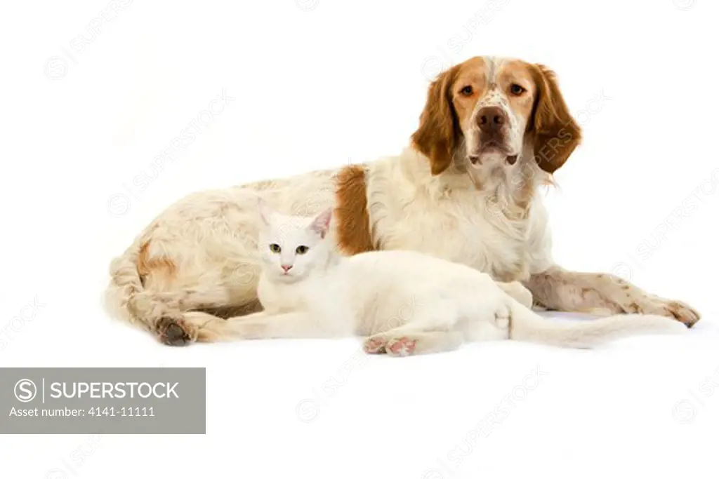 french spaniel (cinnamon color) and white domestic cat 