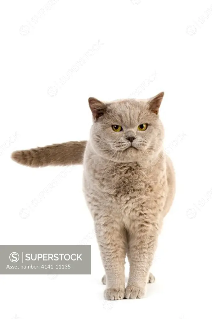 lilac british shorthair cat, adult male against white background 
