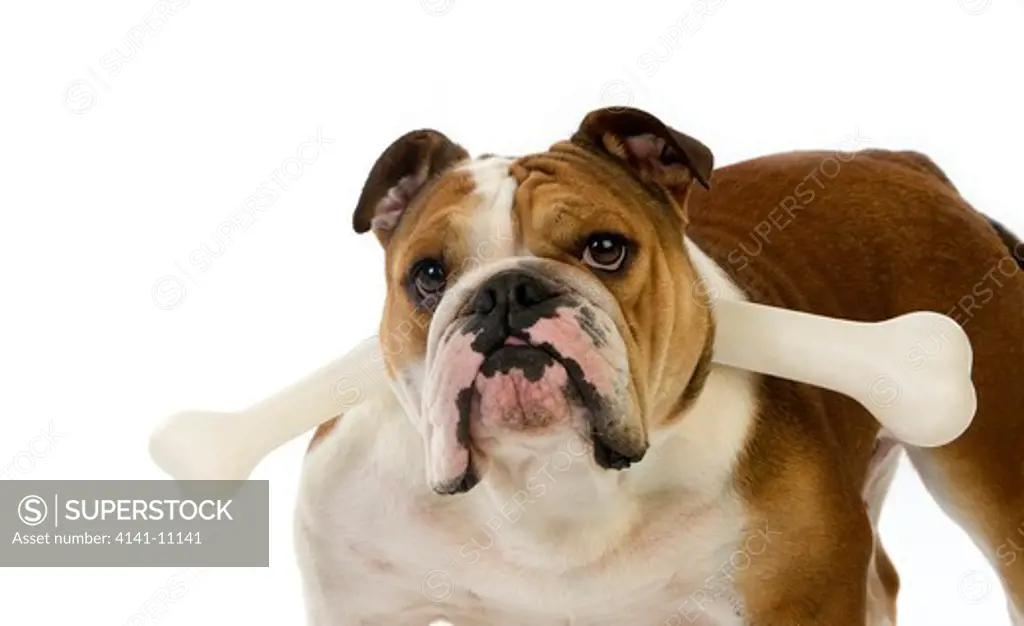 english bulldog, female against white background 