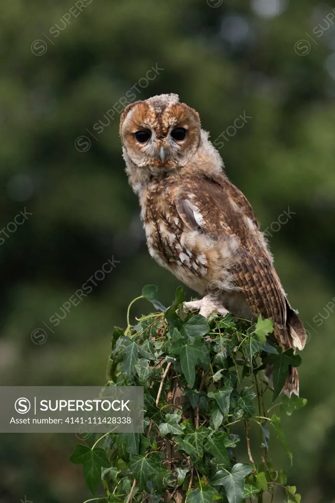 Tawny Owl (Strix aluco) juvenile, perched on ivy covered post, Suffolk, England, July, controlled subject
