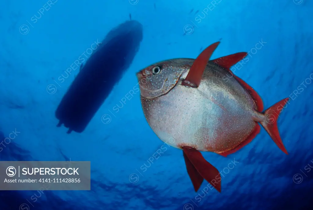 Opah, Lampris guttatus. It's a endothermic fish (warm-blooded), with a rete mirabile in its gill tissue structure, first described in 2015 as exhibiting counter-current heat exchange in which the arteries, carrying warm blood, from the heart, warm the veins in the gills carrying cold blood.The gills are cooled by contact with cold water. The opah's pectoral muscles generate most of its body heat. The opah retains heat with insulating layers of fat, which insulates the heart from the gills, and t
