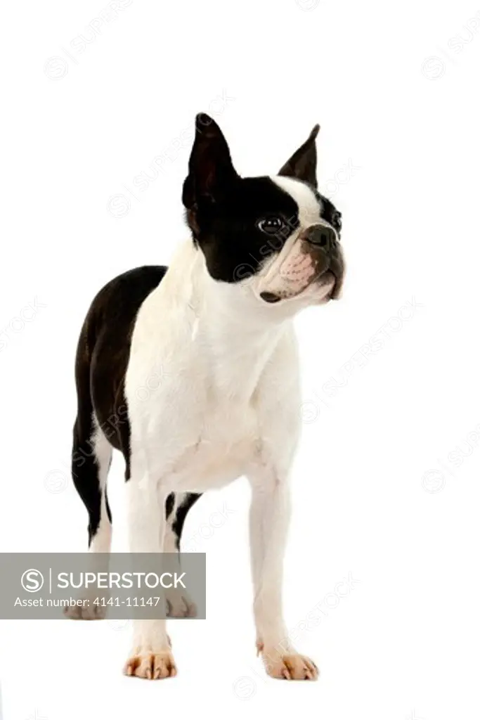 boston terrier dog, female against white background 