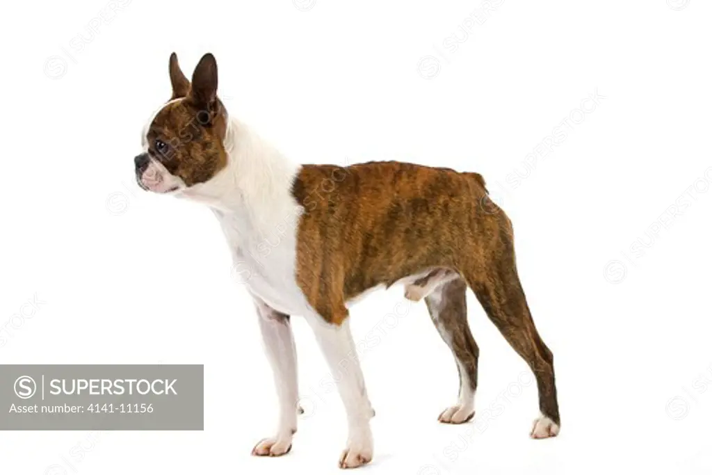 boston terrier dog, male against white background 