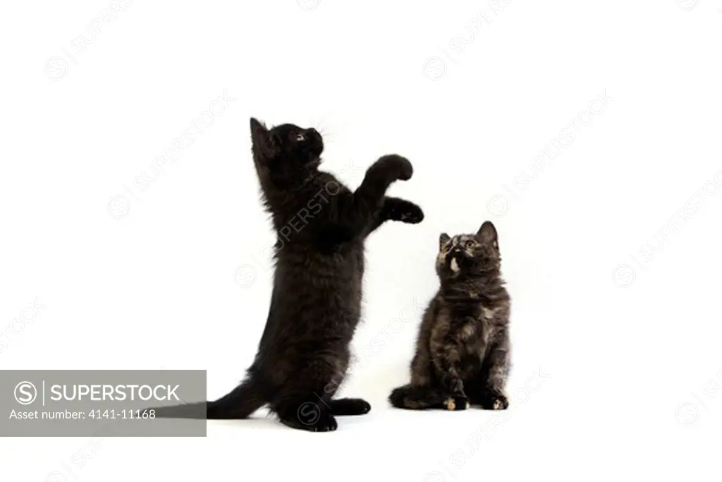 black and black tortoise-shell british shorthair kittens, playing on hind legs 