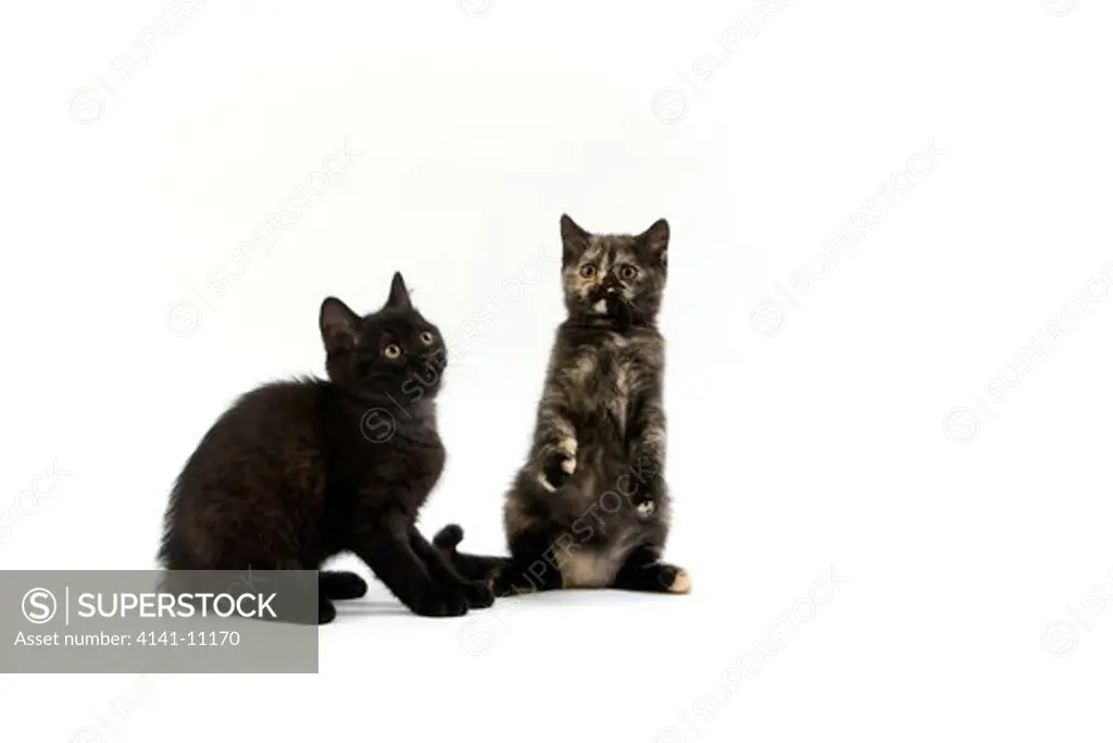 black and black tortoise-shell british shorthair kittens 