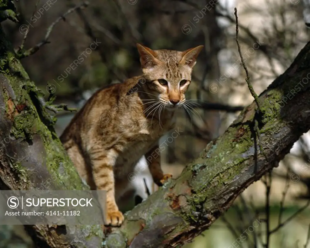egyptian mau or oriental chocolate-spotted cat climbing tree