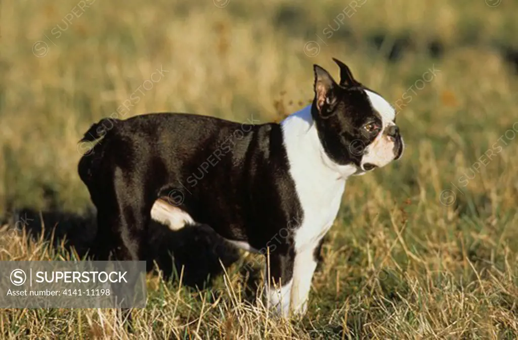 boston terrier standing on grass 