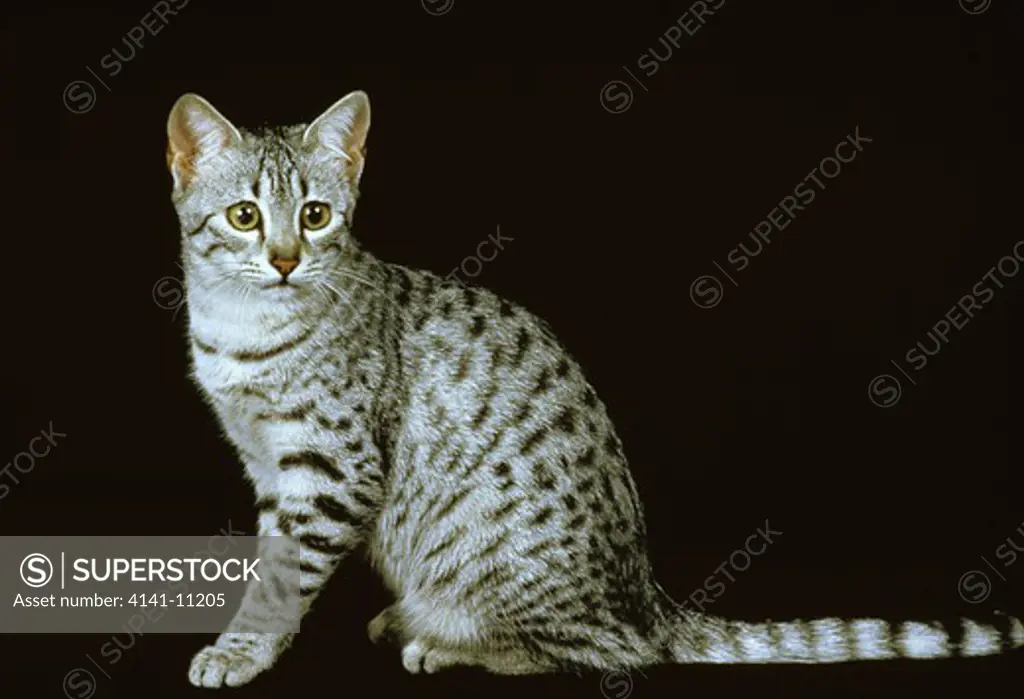 egyptian mau or oriental spotted tabby cat sitting 