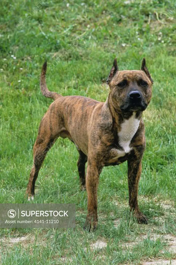 american staffordshire terrier or pit bull terrier 