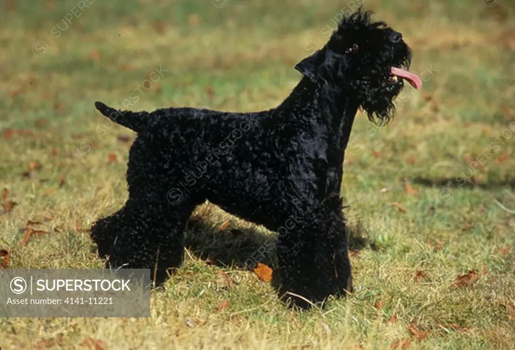 kerry blue terrier standing on grass *** local caption *** 