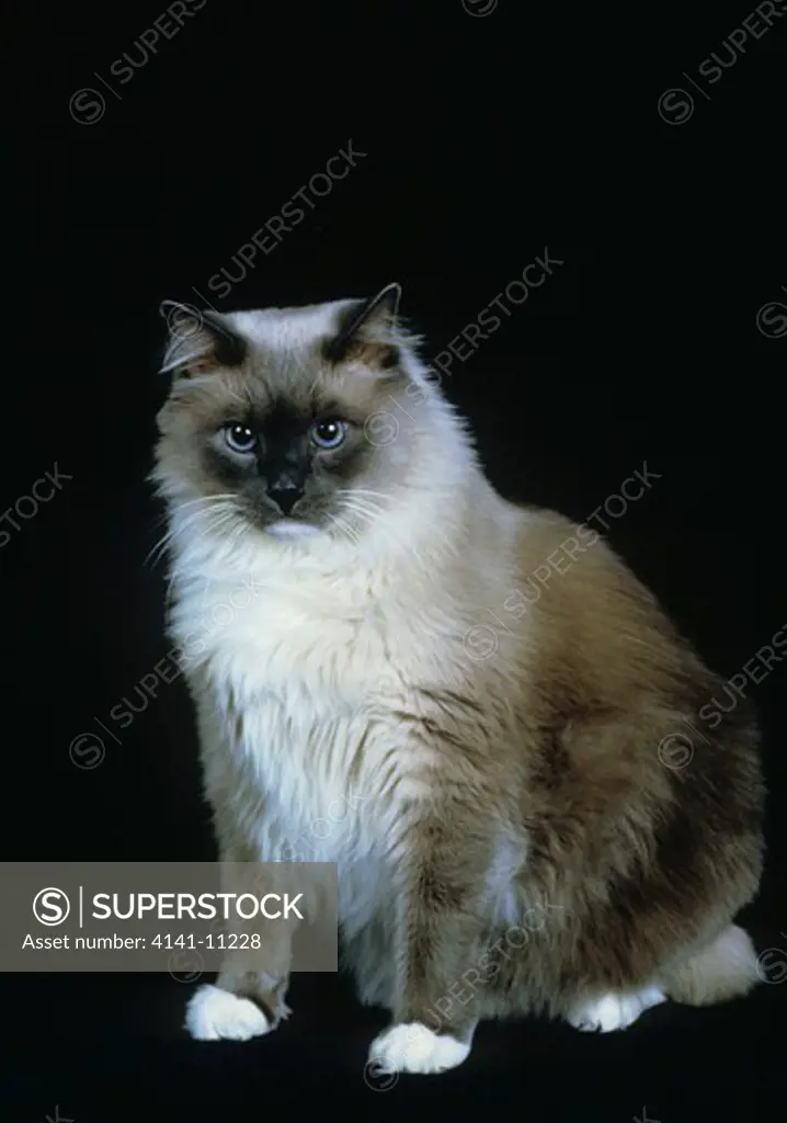 ragdoll cat sitting 
