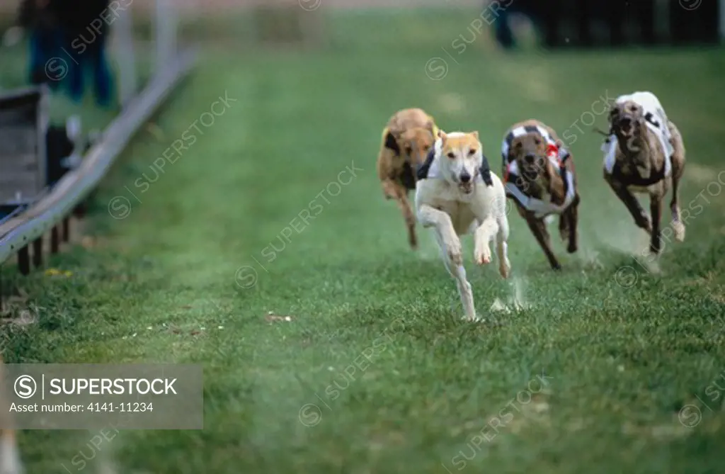 greyhound racing 