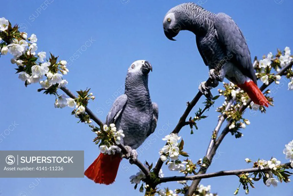 african grey parrot psittacus erithacus two on tree amidst blossom 