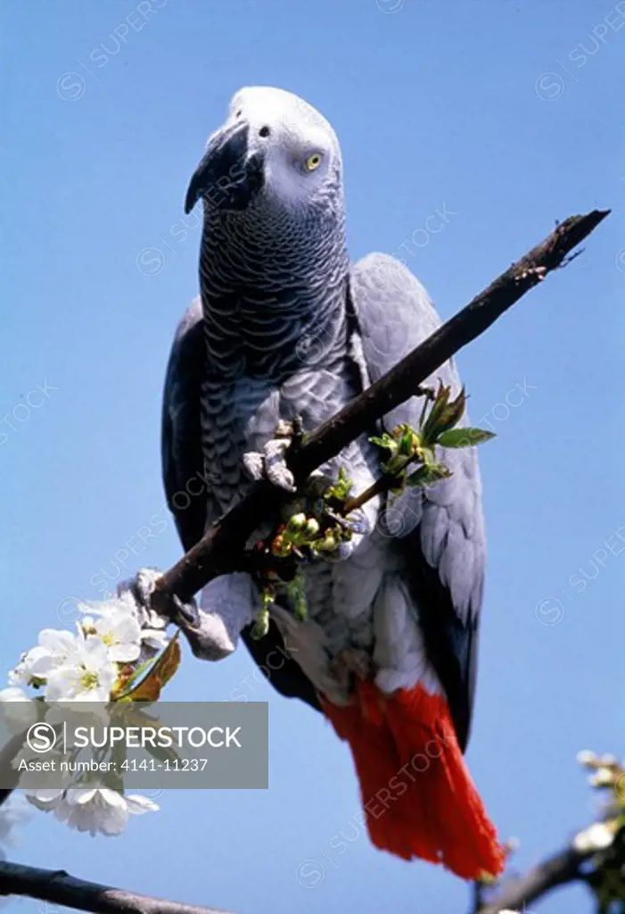 african grey parrot psittacus erithacus on tree amidst blossom 