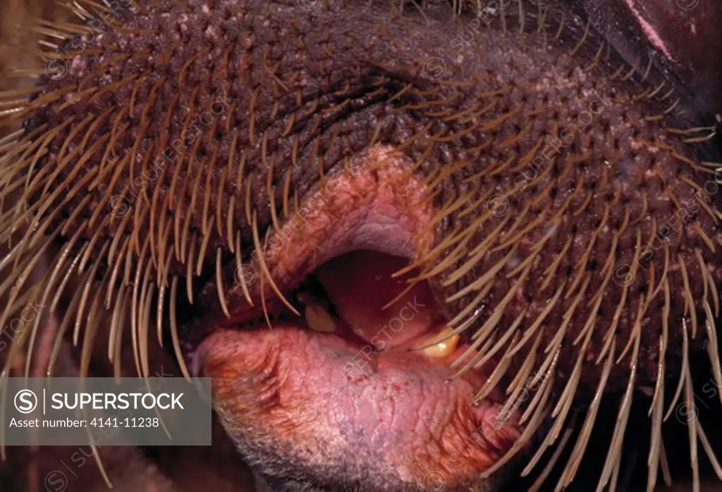 walrus odobenus rosmarus mouth detail, showing whiskers 