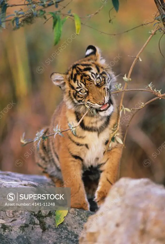 tiger cub playing panthera tigris endangered species 