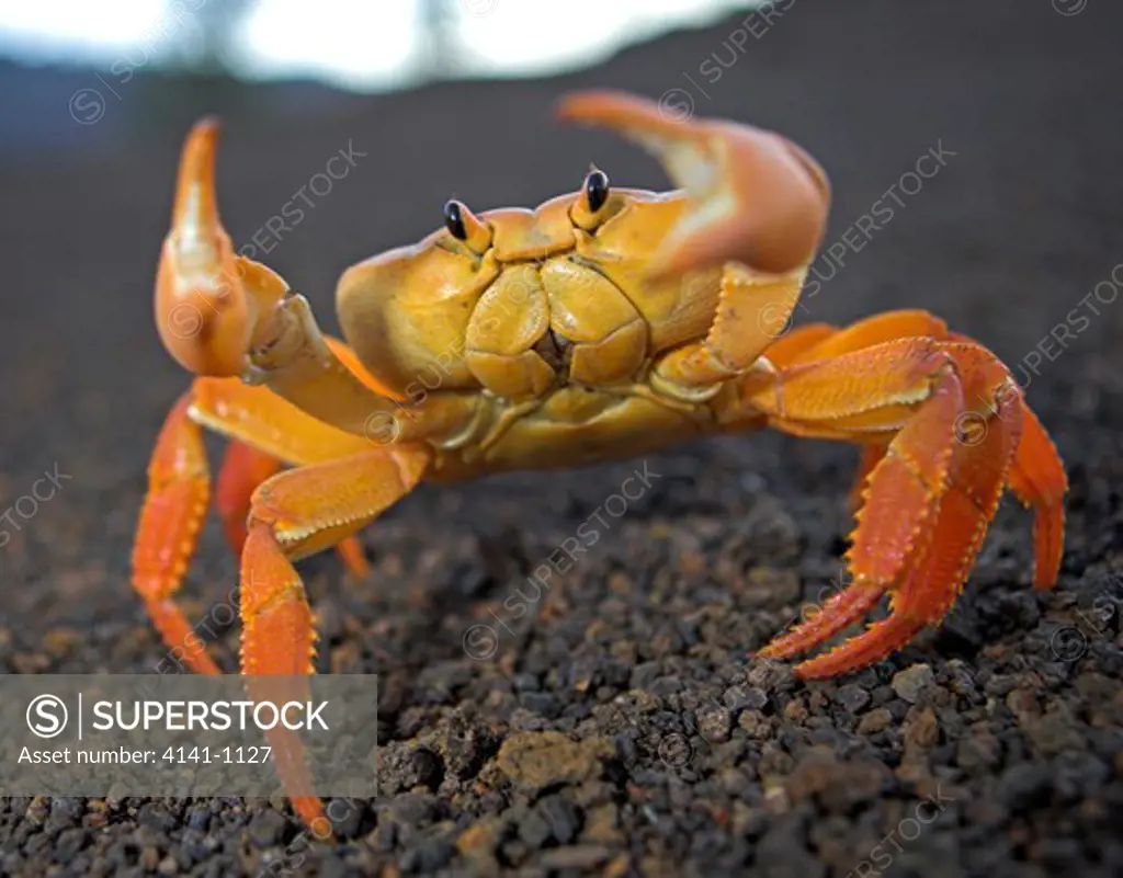yellow land crab gecarcinus lagosto main defensive posture ascension island
