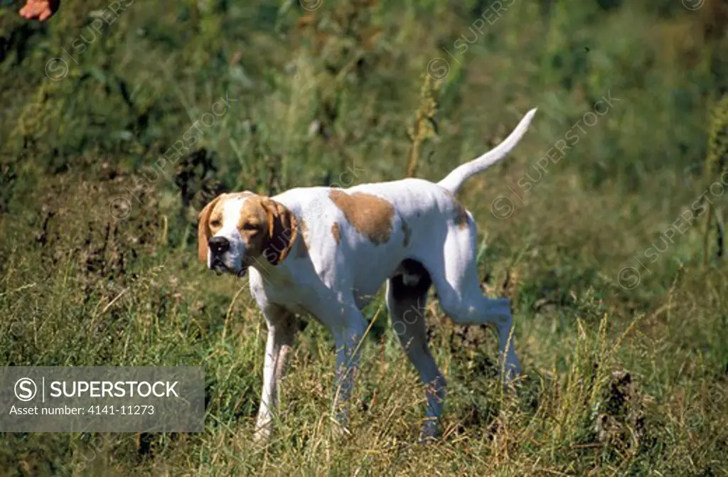 english pointer pointing 