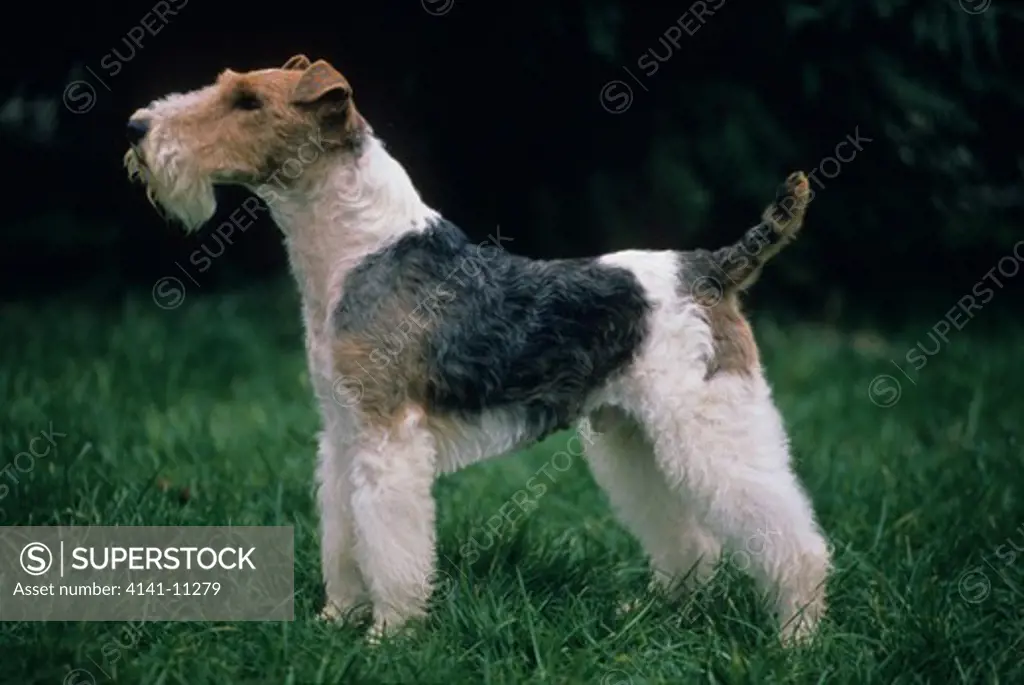 wire-haired fox terrier 