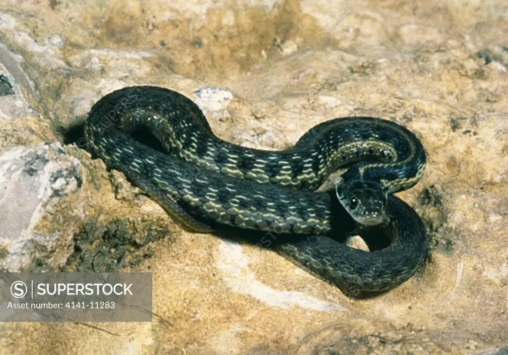 checkered garter snake thamnophis marcianus