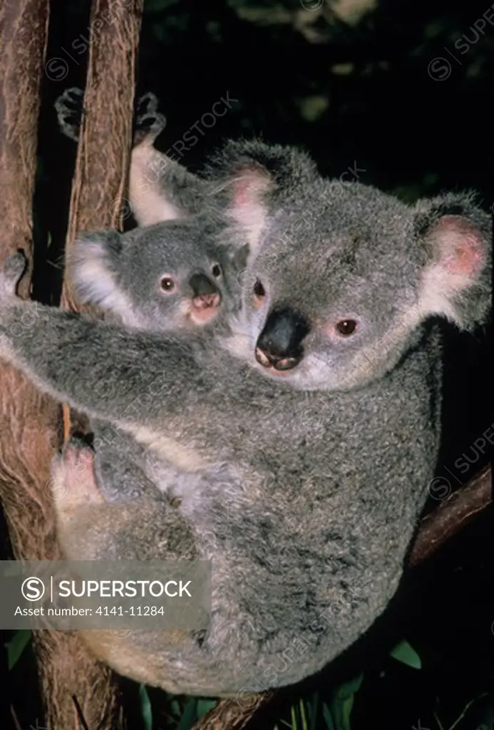 koala phascolarctos cinereus with young australia 