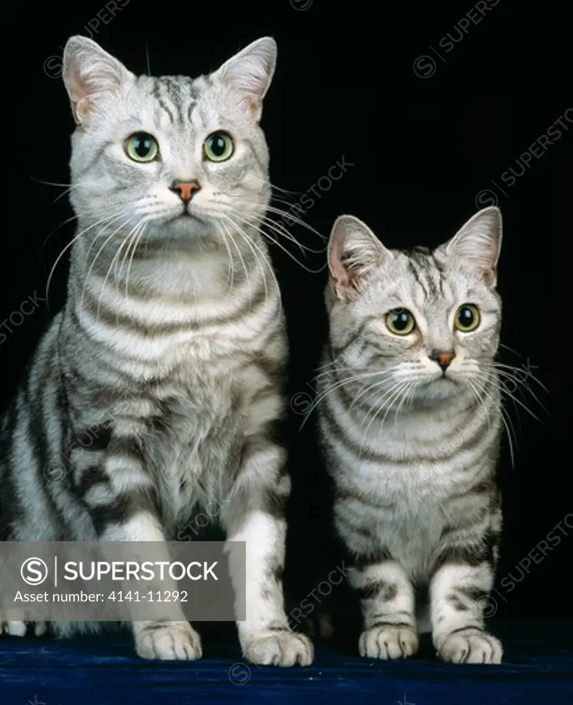 european silver tabby cat two, sitting 