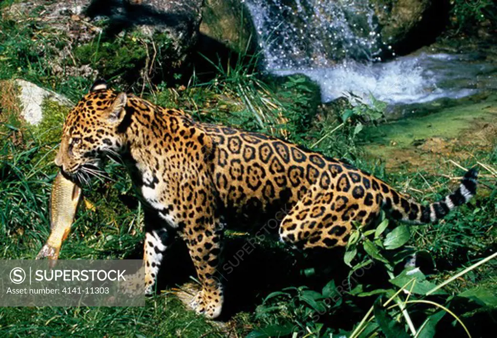 jaguar panthera onca with freshly caught fish prey endangered species 
