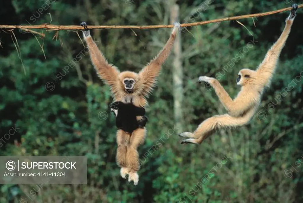 lar or white-handed gibbon hylobates lar two, one carrying young 