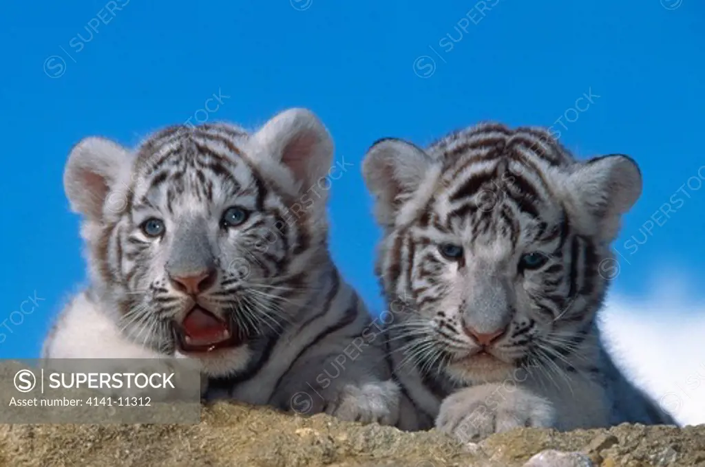 white tiger two cubs panthera tigris albino genetic variant endangered species 