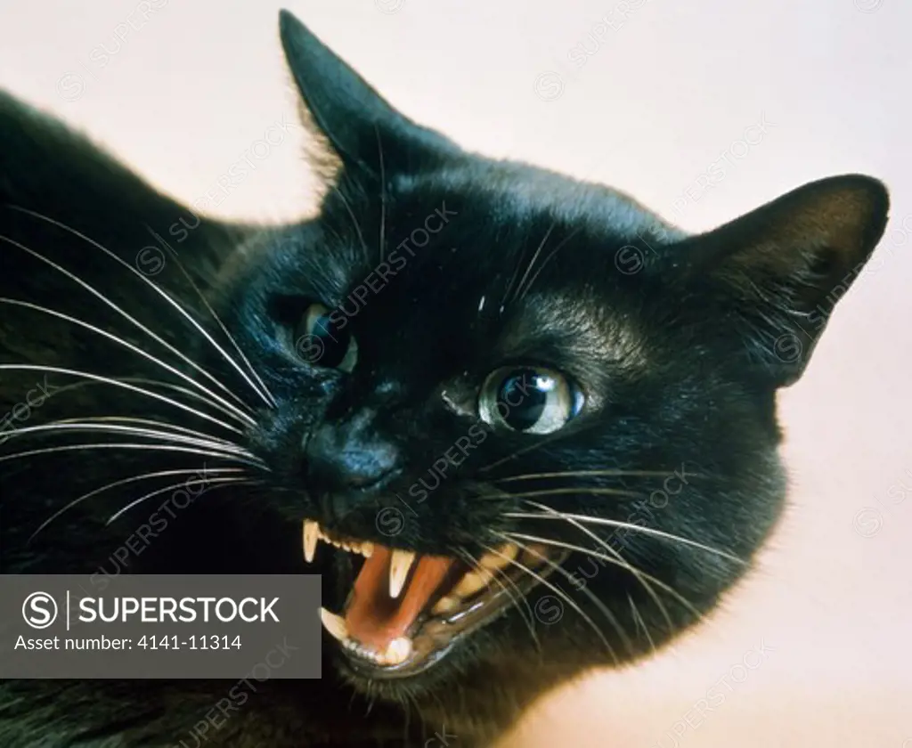 black cat snarling aggressively, face detail 