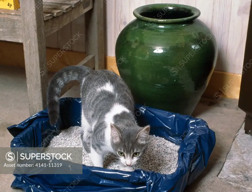 domestic cat in litter box 