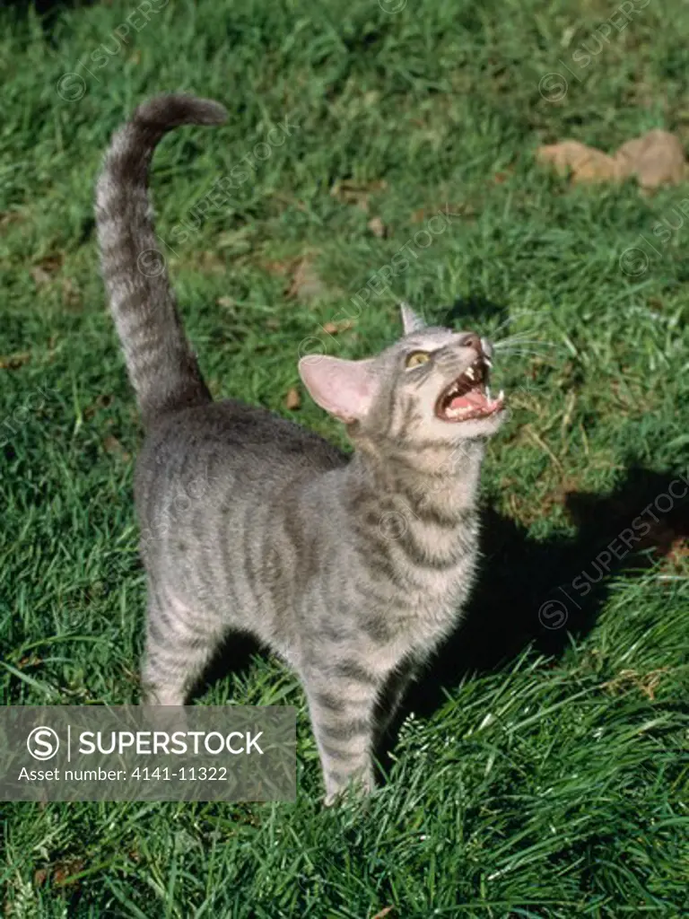 cat standing on grass, looking upwards & miaowing