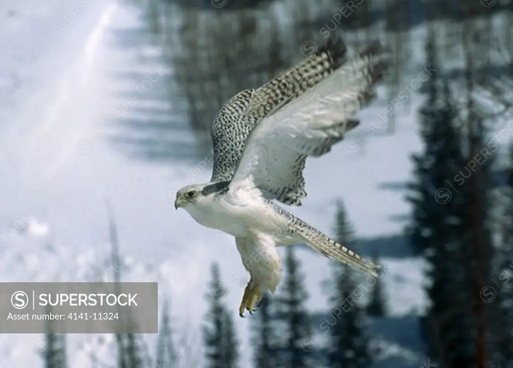 gyrfalcon in flight falco rusticolus image may have been altered digitally. 