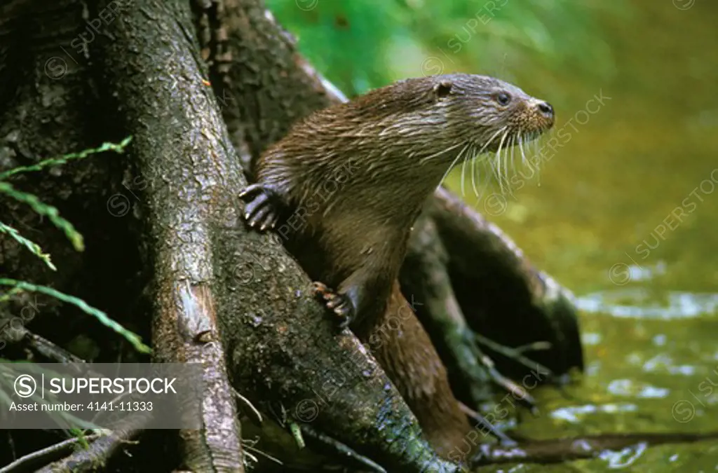 european otter lutra lutra on lookout from base of tree 