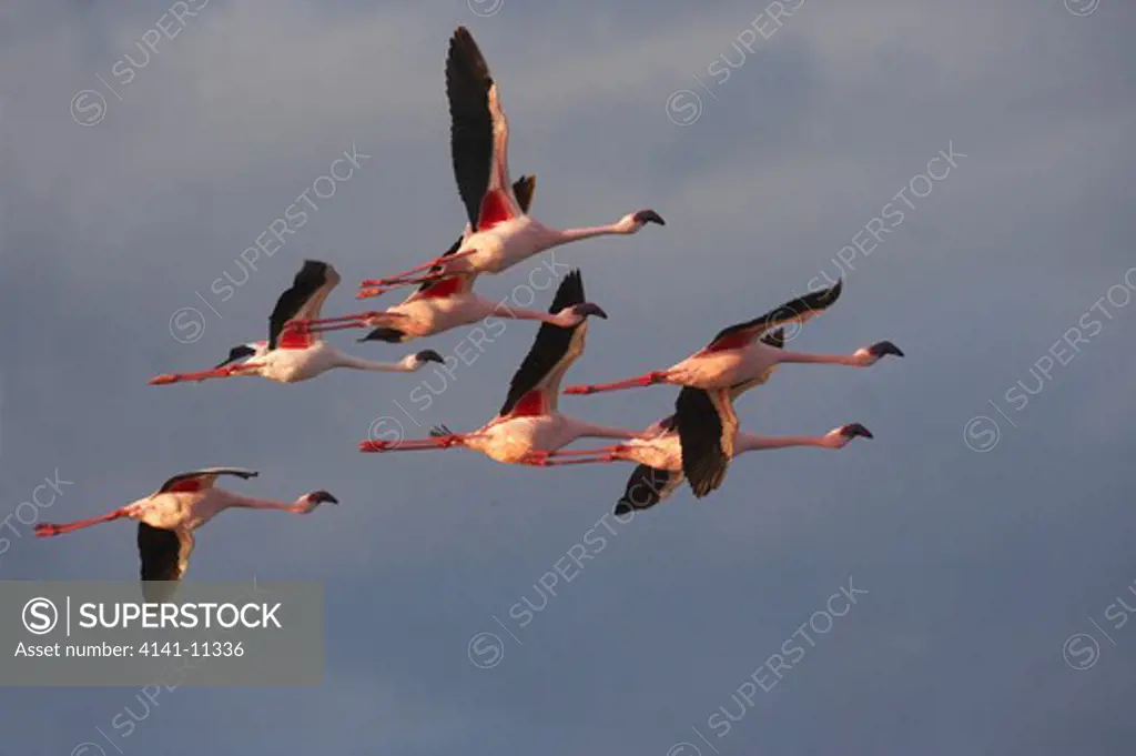 lesser flamingo group in flight phoenicopterus minor