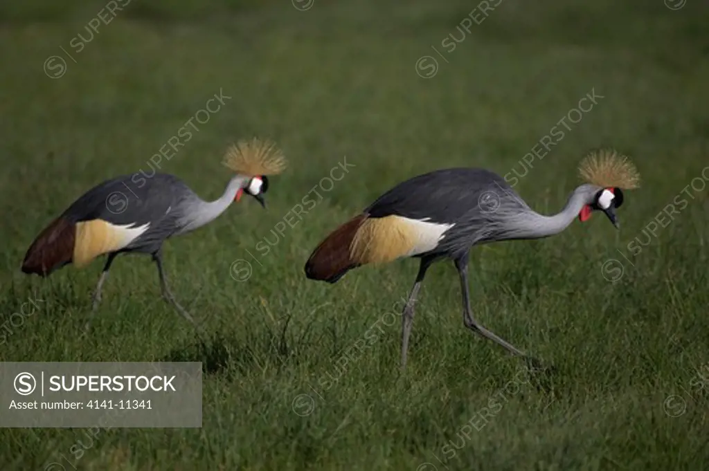 grey crowned cranes looking for food balearica regulorum