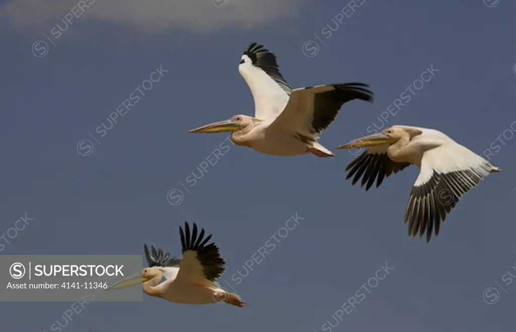 white pelican three in flight pelecanus onocrotalus 