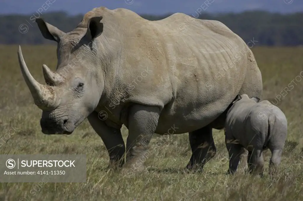 white rhinoceros with young suckling ceratotherium simum 