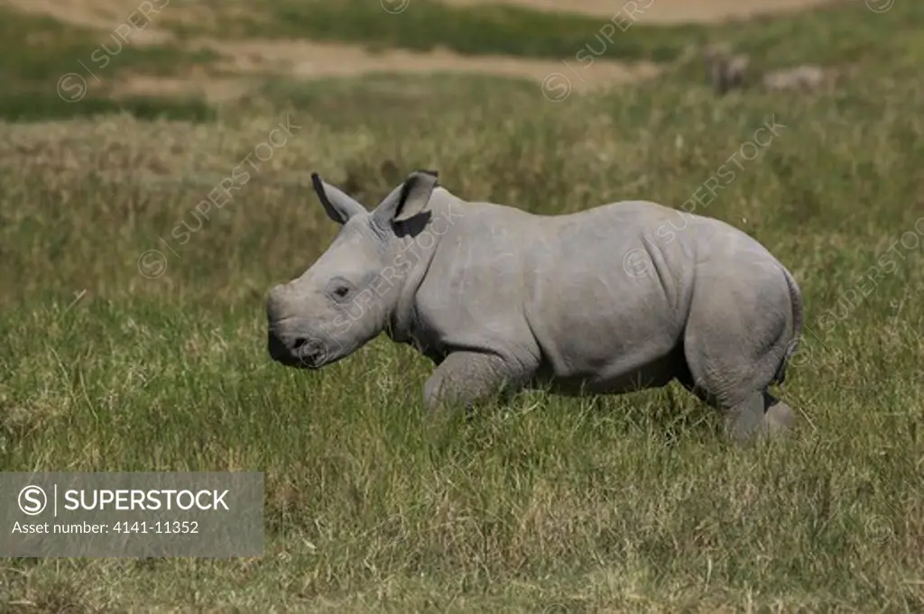 white rhinoceros young running ceratotherium simum
