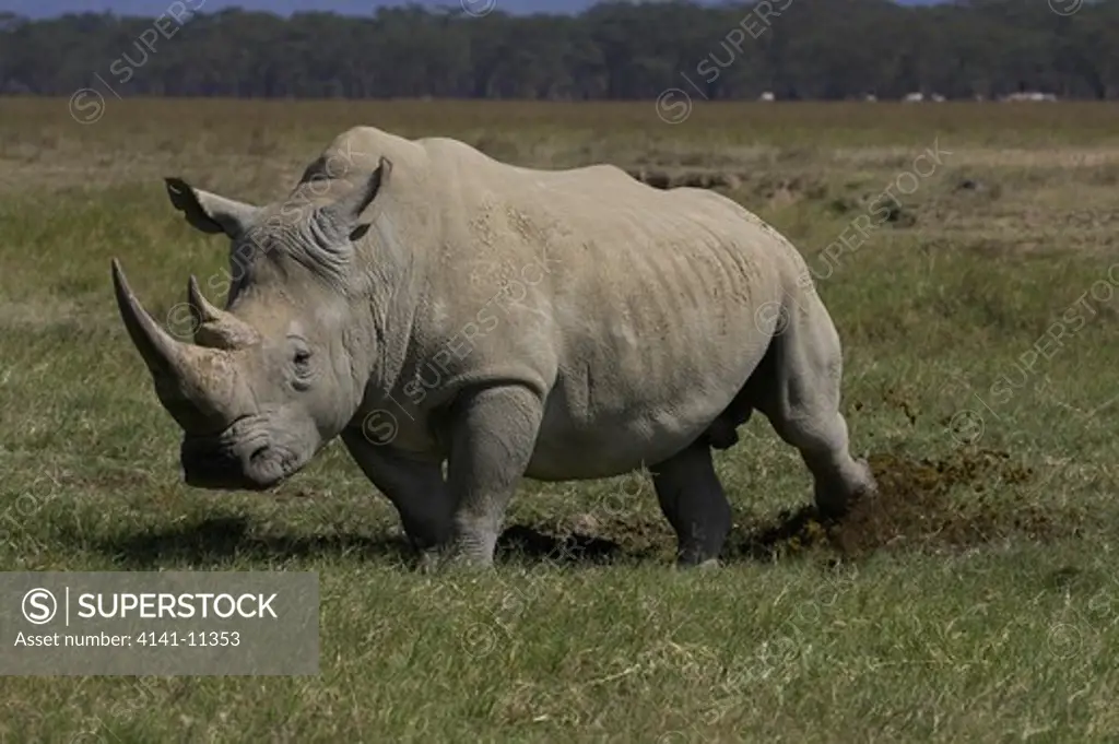 white rhinoceros kicking dung midden to spread scent ceratotherium simum
